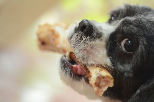 Dog eating chicken bone. Chicken by product meal in dog food explanation. 