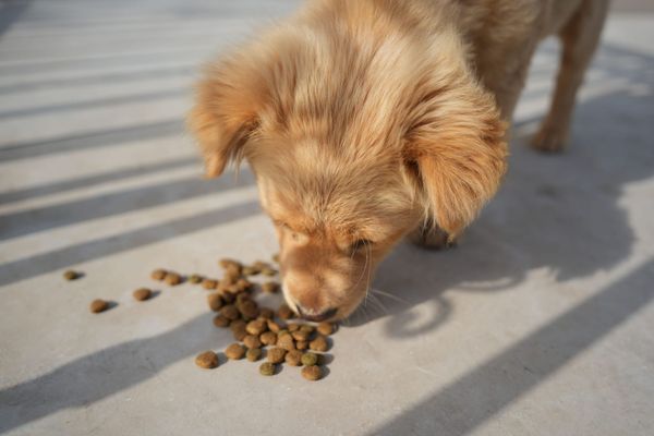 The Pea Protein Gamble: What the Grain-Free Boom Didn't Tell You About Your Dog's Heart