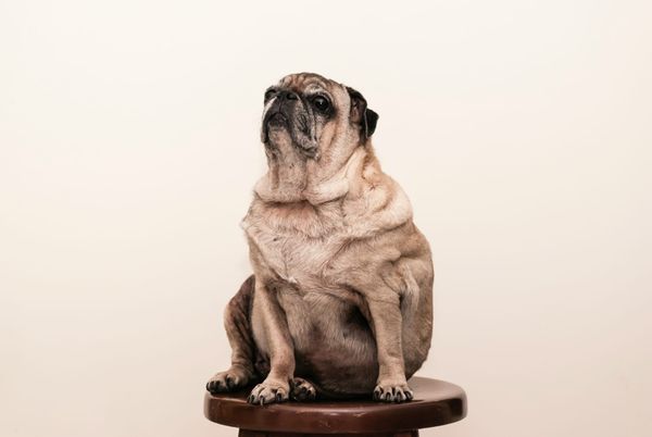 Weight management in dogs. Fat dog looking at the camera talking about diet for weight management. 