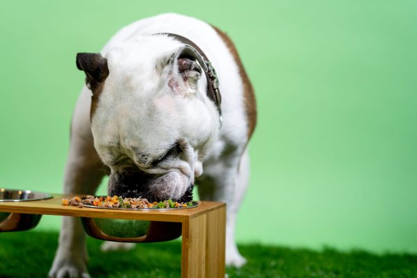Fresh food diet for dogs. A Bulldog eating a bowl of fresh dog food. 