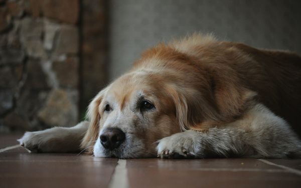 Senior dog diet. How organ meats help senior dogs with cognitive health and still joints.