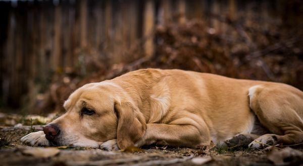 Dog laying down . Joint pain in dogs . best diet of dogs with join pain. 