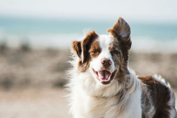 Complete Nutrition in dogs. Best dog diet. 