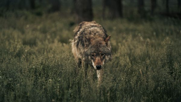 Taste of the wild dog food . picture of wolf walking in the wilderness showing is this dog food really there ancient food that wolves eat