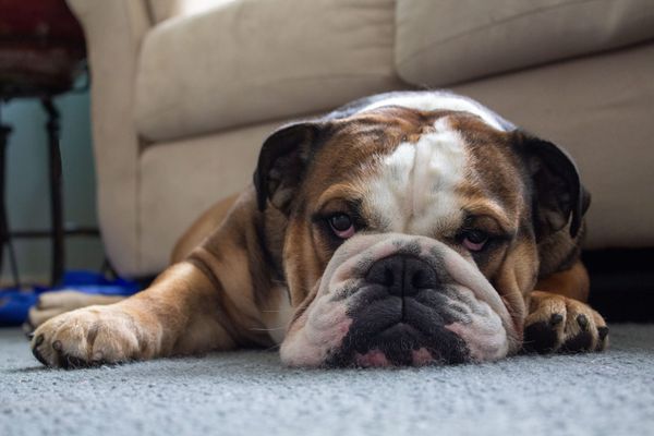 Lazy dog . lethargic with iron deficiency. What nutrients are missing in his dog bowl. 