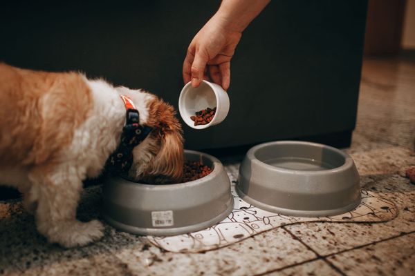 Hills Science diet dog food. Dog eating Hills science diet dry dog food. 