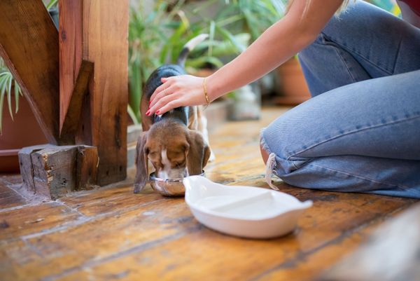 Dog nutrition in dogs. Whats a balanced diet for dogs