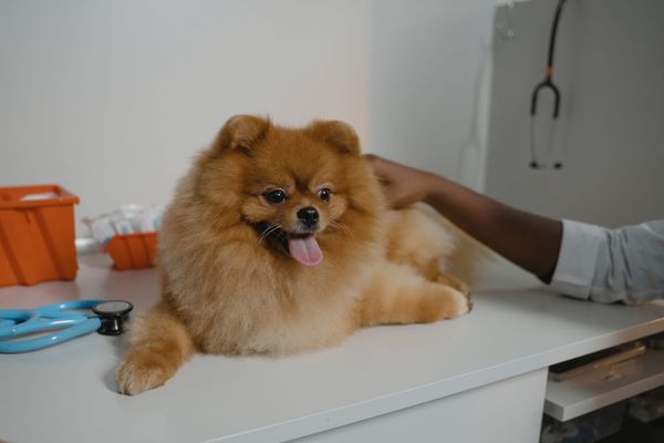 Veterinary Dog food. Is this a scam?