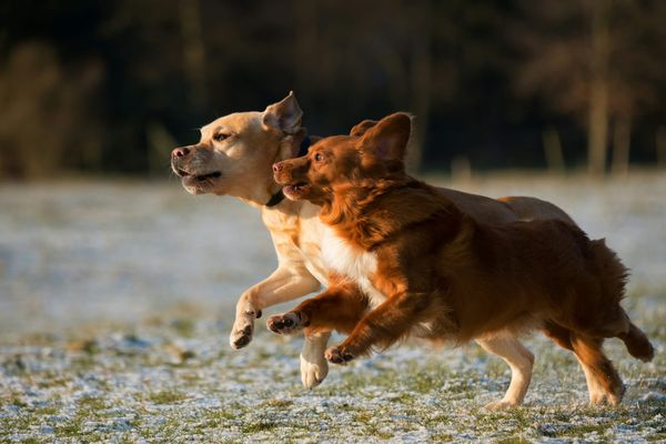 Healthy dogs run-in in the field with grate immune health. Vitamin K in dog diet