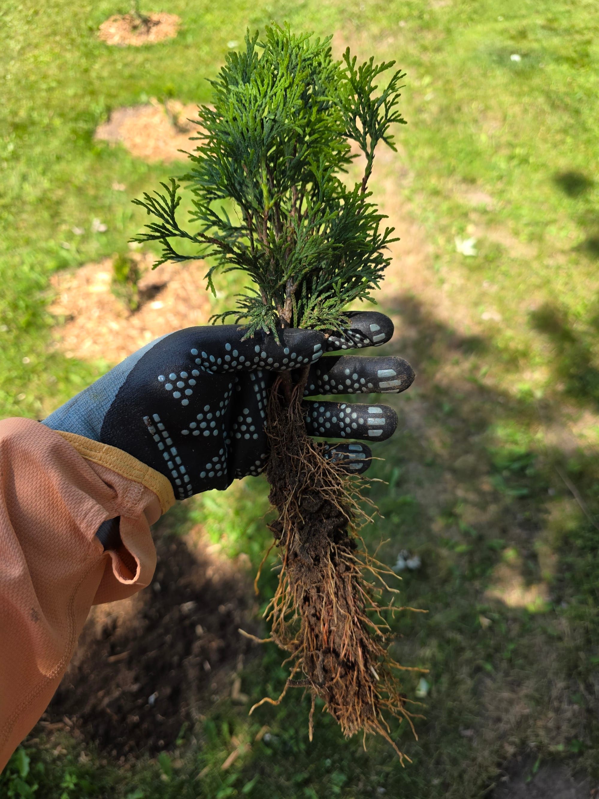 A hand in a work glove holding an arborvitae sapling with roots growing, it is about to be transplanted