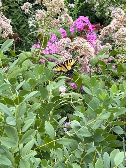 a swallowtail butterfly amid greenery