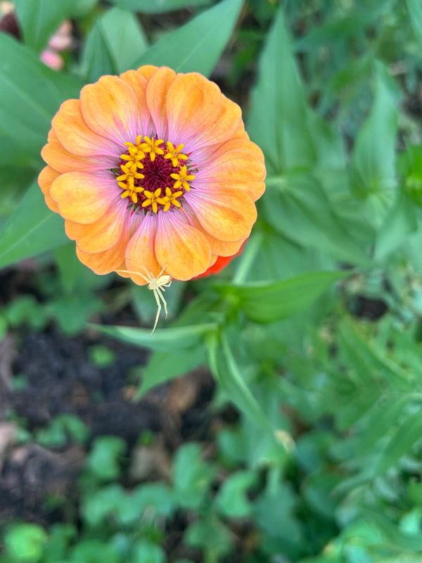 an orange flower with a white spider on it