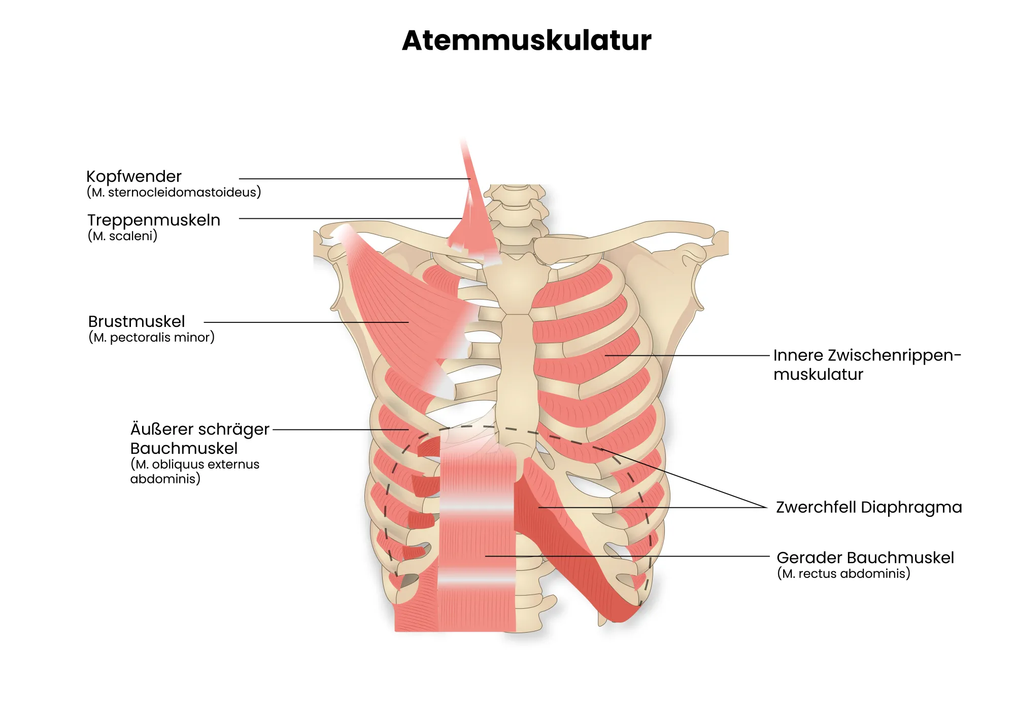 Medizinische Illustration des Aufbaus der Atemmuskulatur