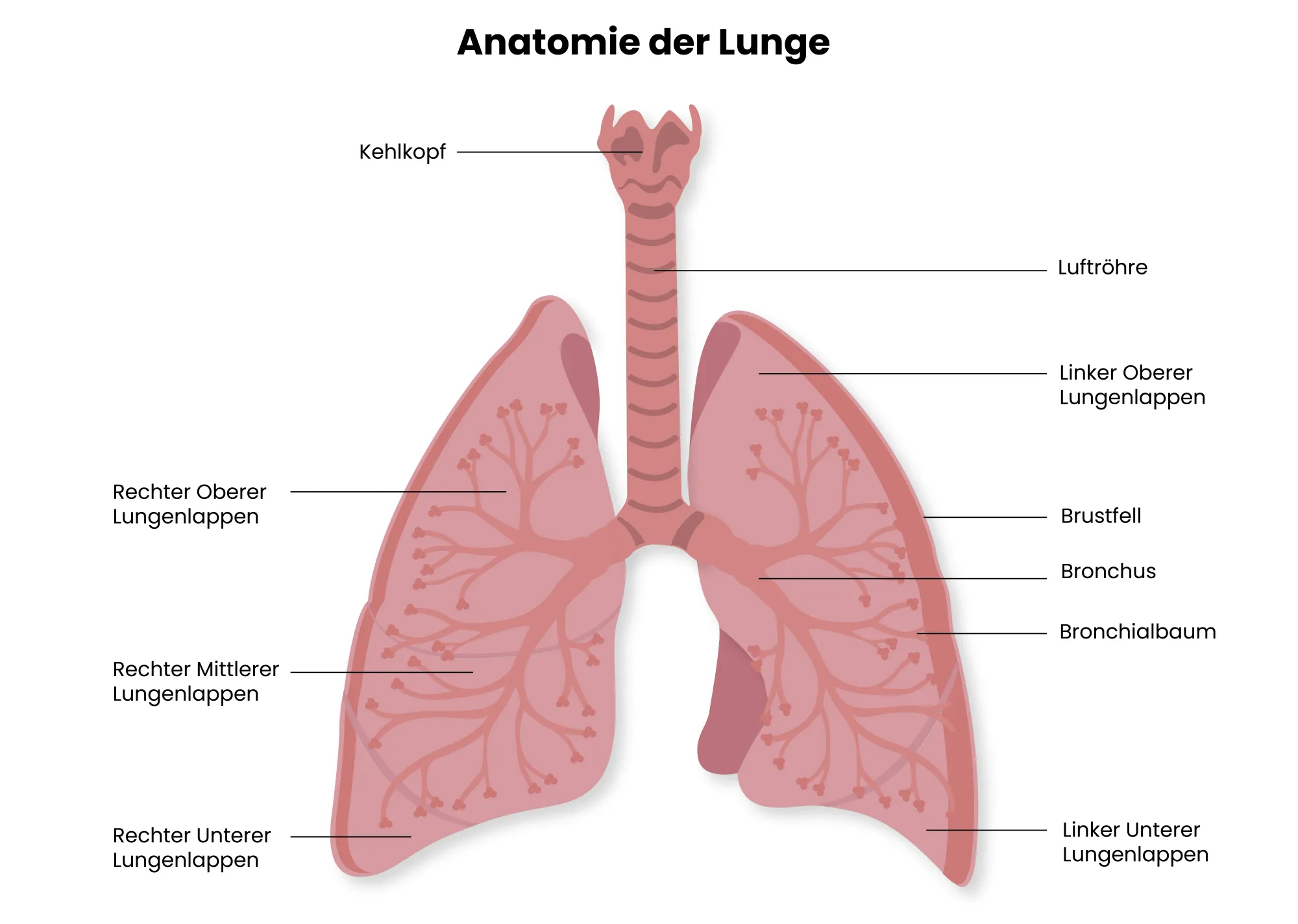 Medizinische Illustration: Aufbau der menschlichen Lunge