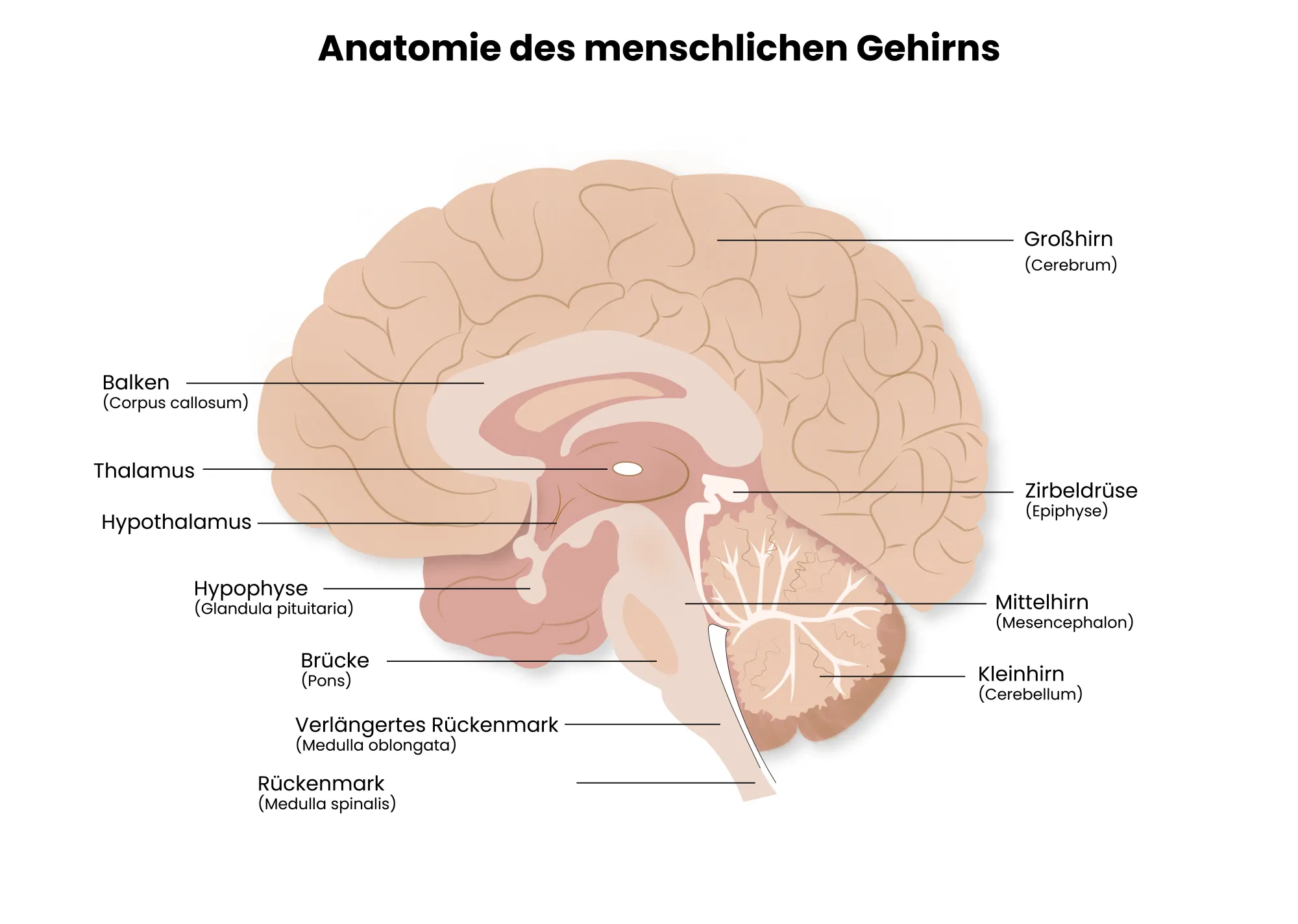 Medizinische Illustration: Aufbau des menschlichen Gehirns