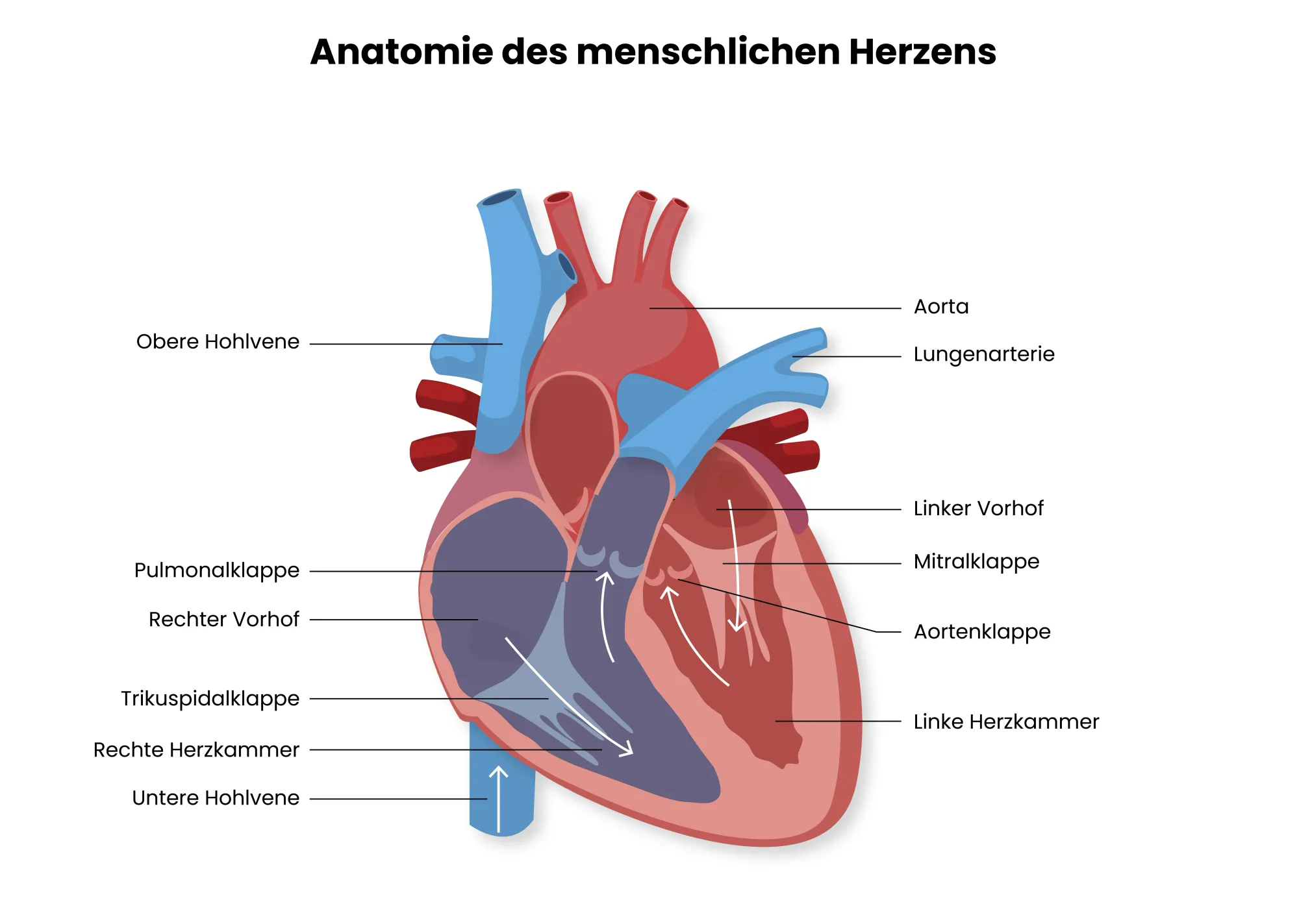 Medizinische Illustration des Aufbaus des menschlichen Herzens