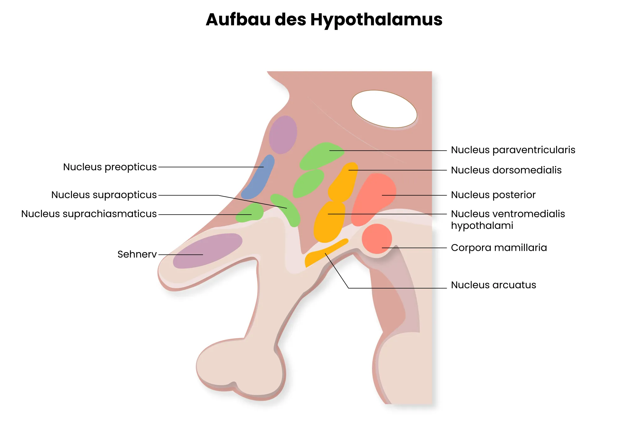 Medizinische Illustration des Hypothalamus