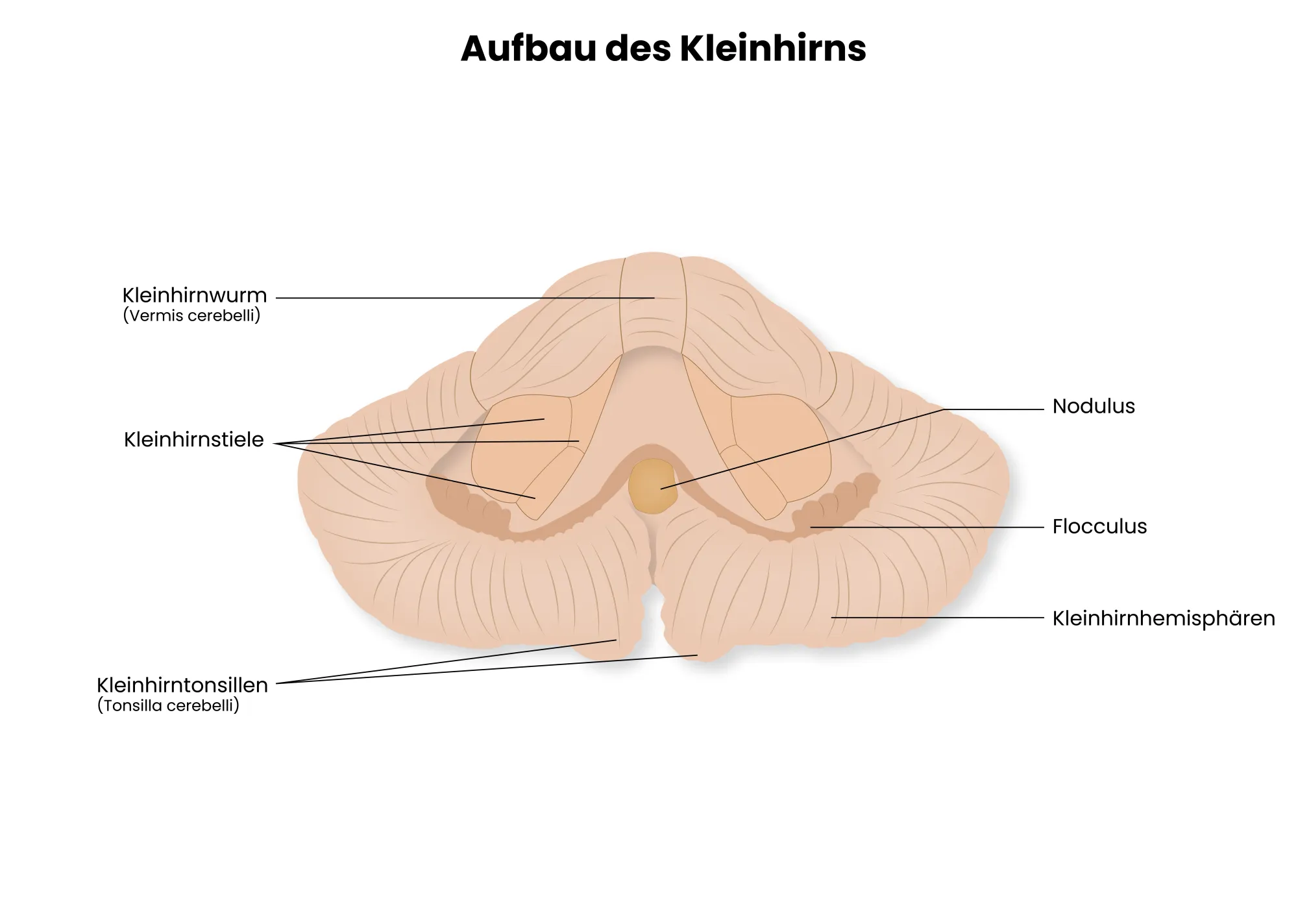 Medizinische Illustration des Aufbaus des Kleinhirns