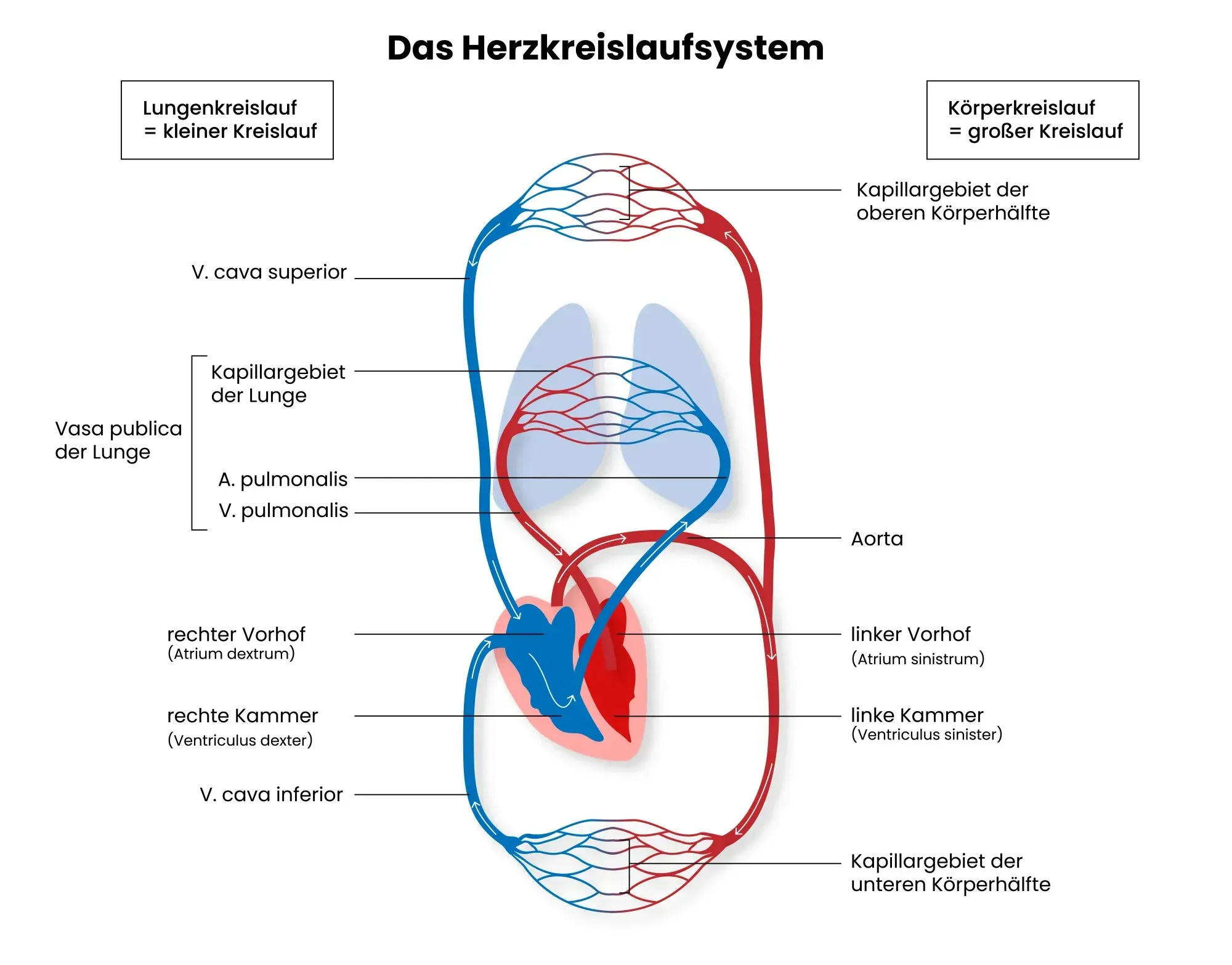 Aufbau des Herzkreislaufsystems