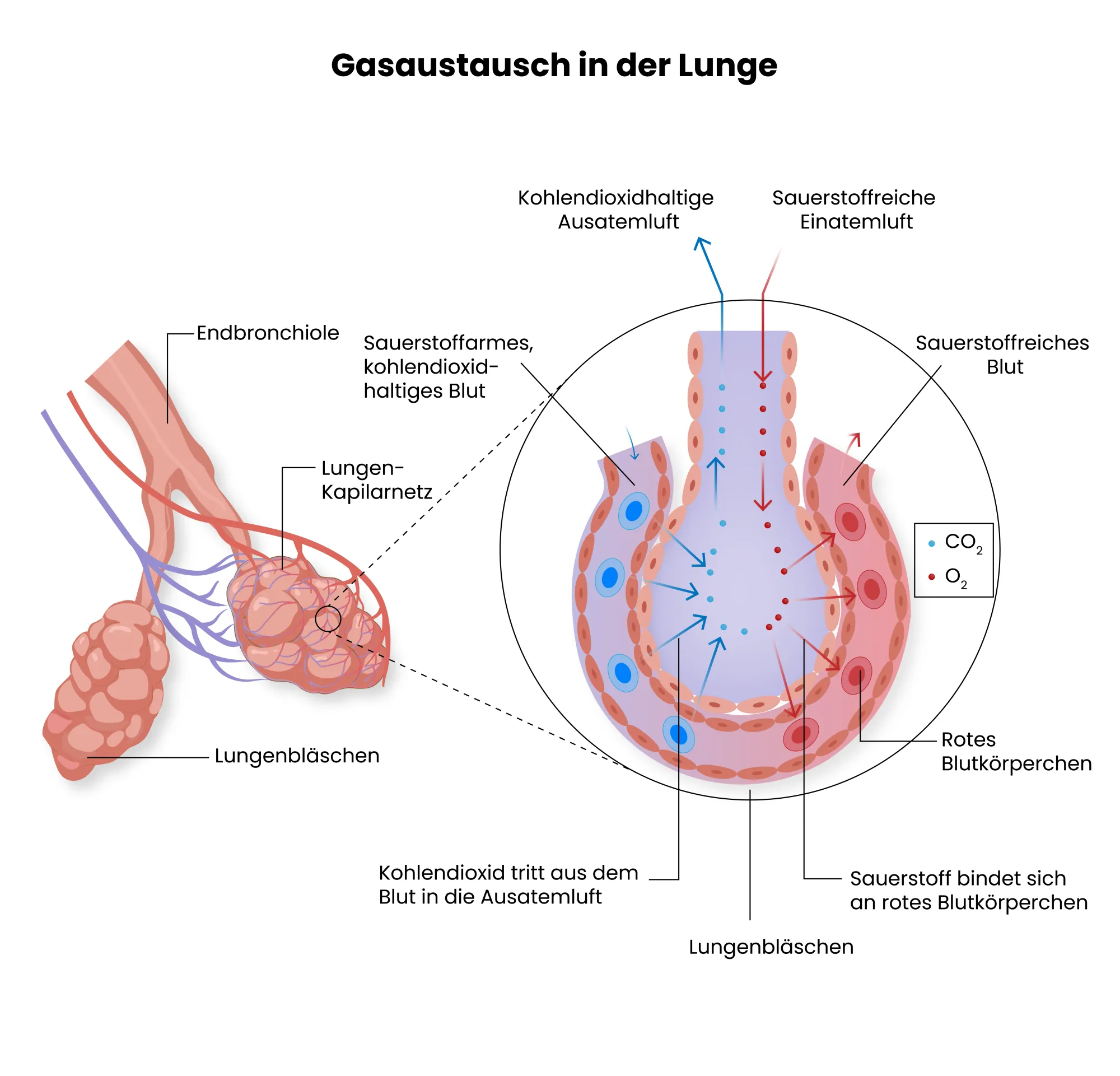 Medizinische Illustration des Gastaustauschs in der Lunge