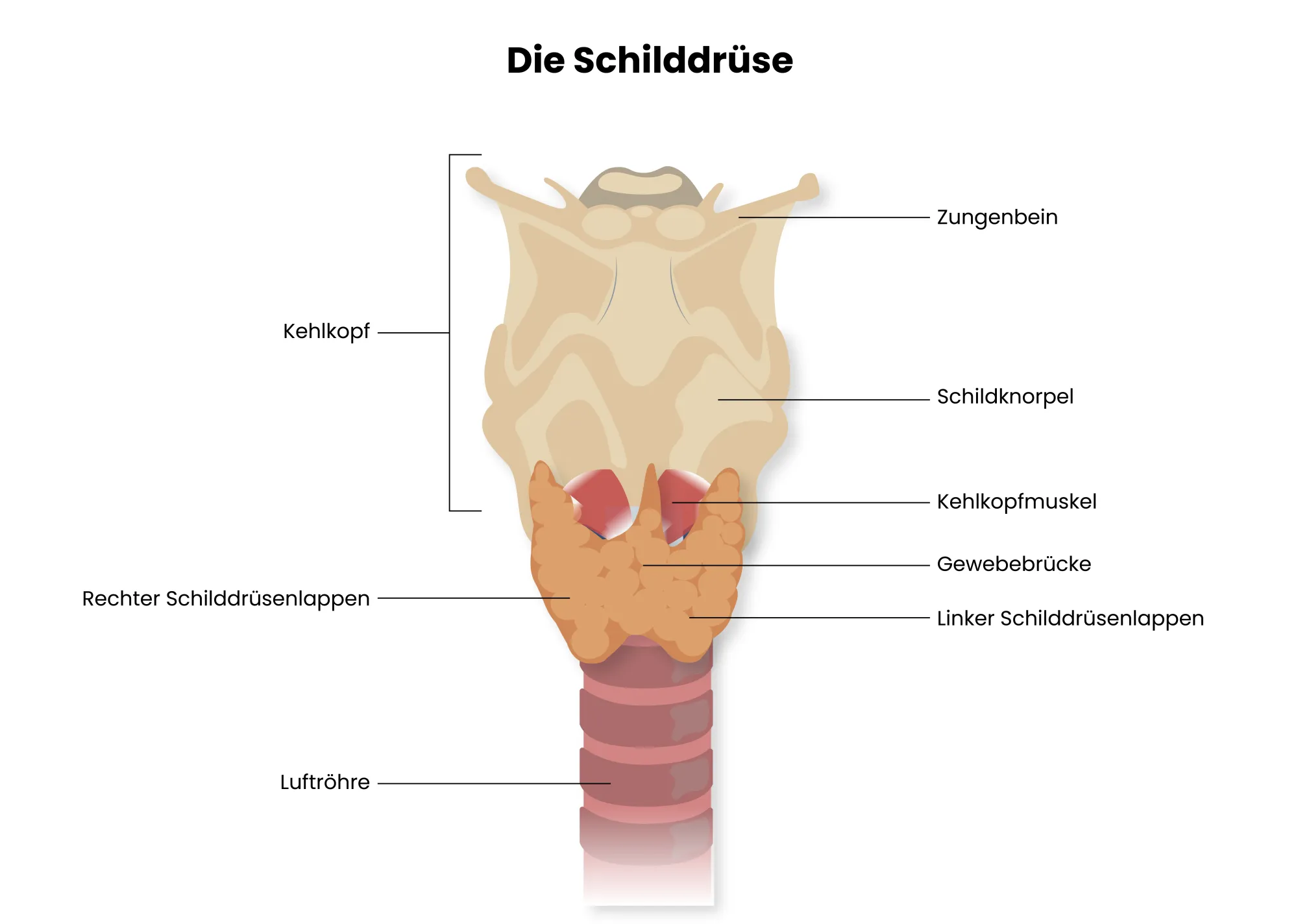 Abbildung/Grafik zur Anatomie der menschlichen Schilddrüse