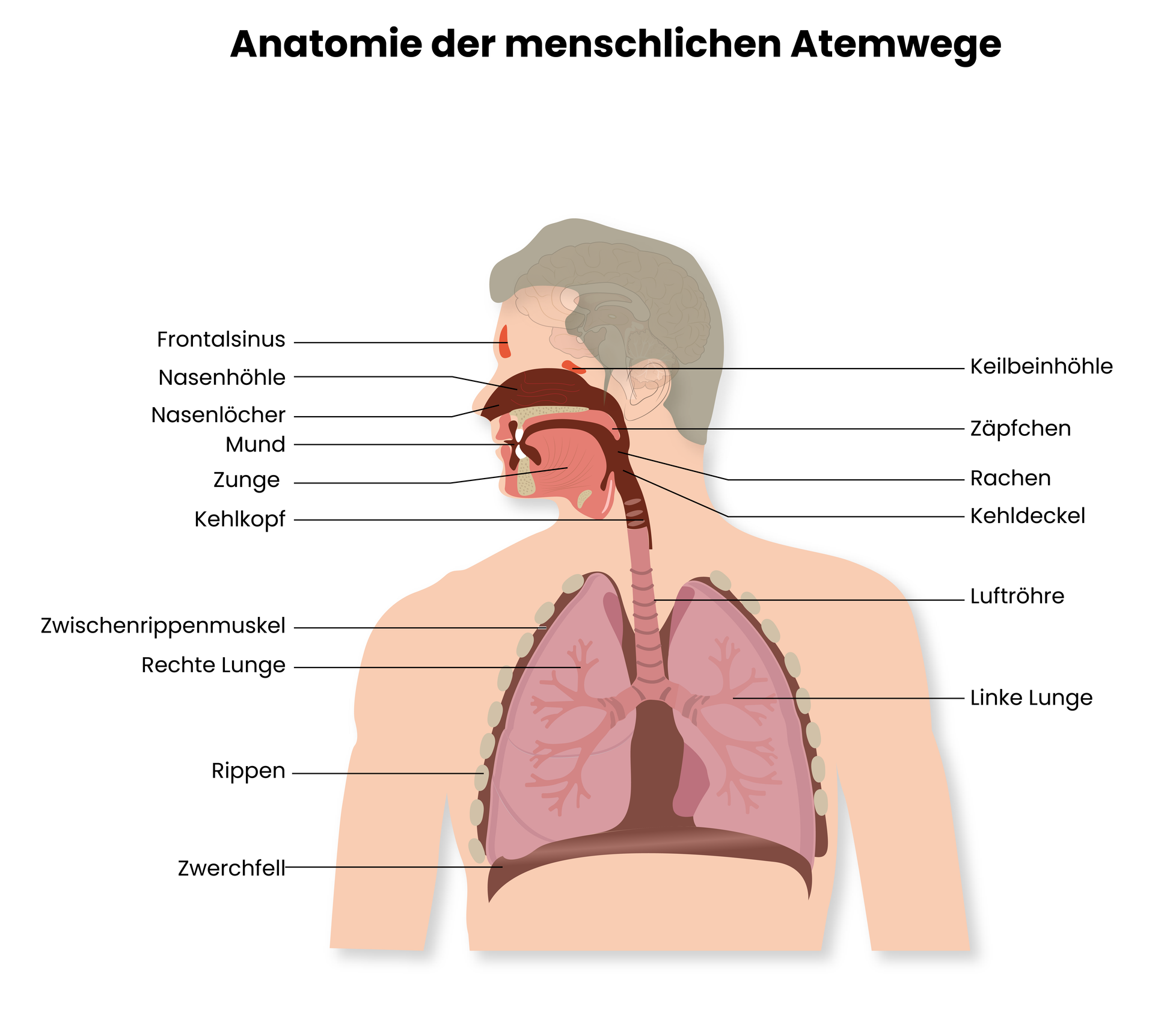 Medizinische Illustration zur Anatomie der menschlichen Atemwege