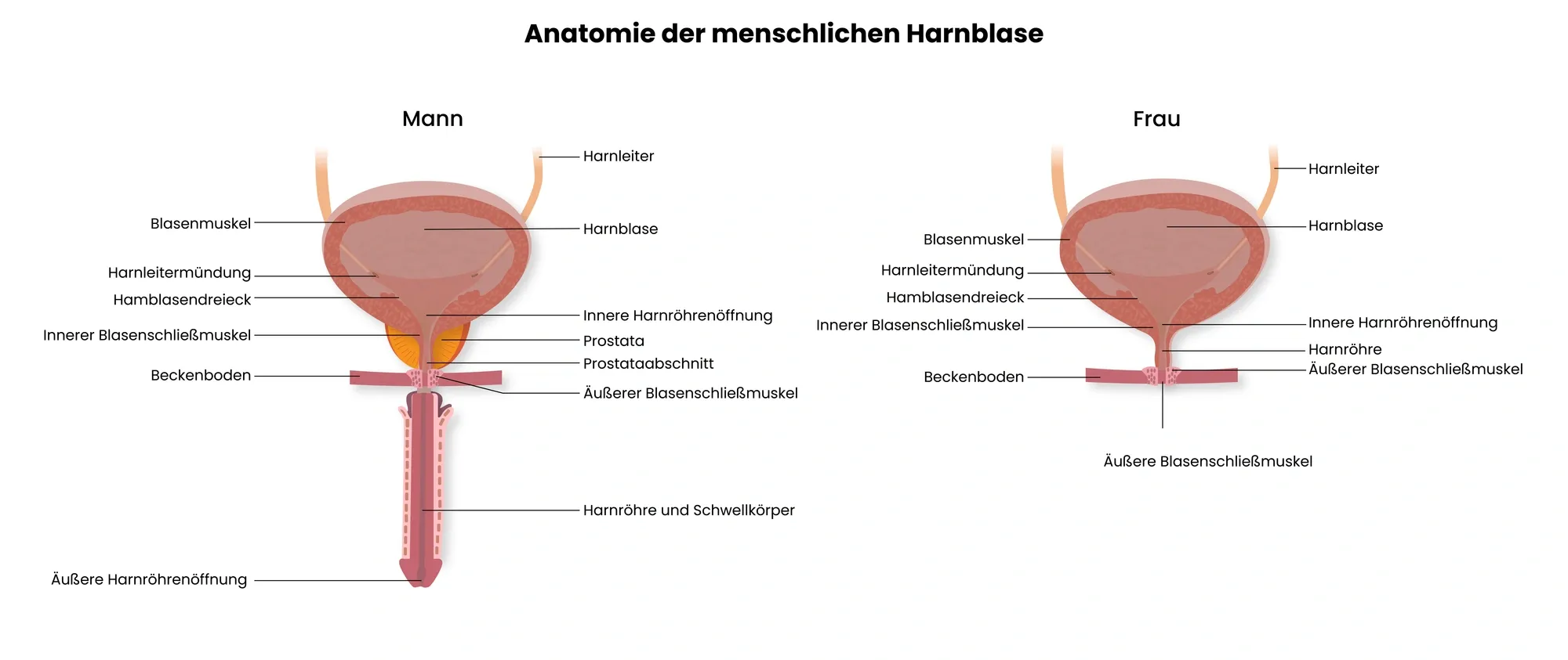 Abbildung/Grafik zur Anatomie der menschlichen Harnblase