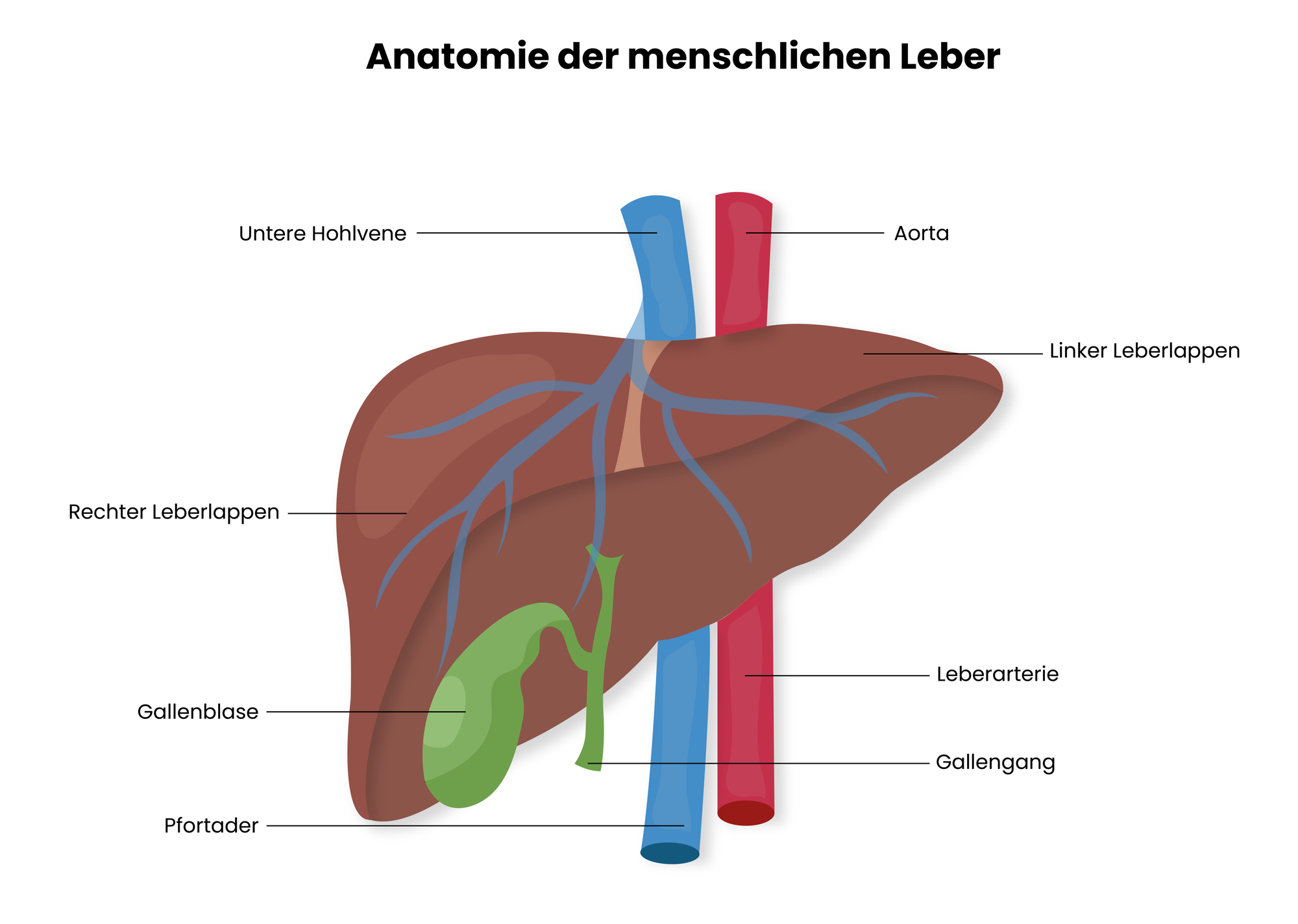Abbildung/Grafik zur Anatomie der menschlichen Leber