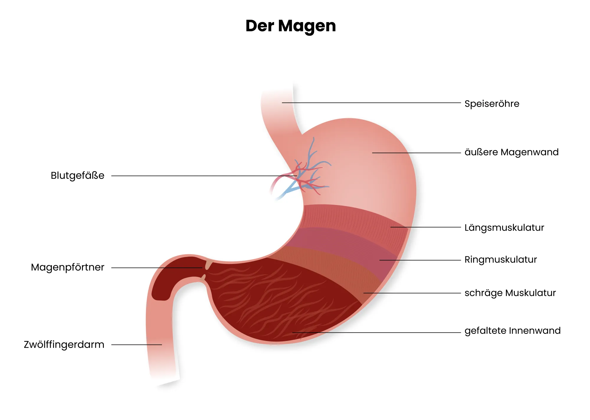 Medizinische Illustration der Anatomie des Magens