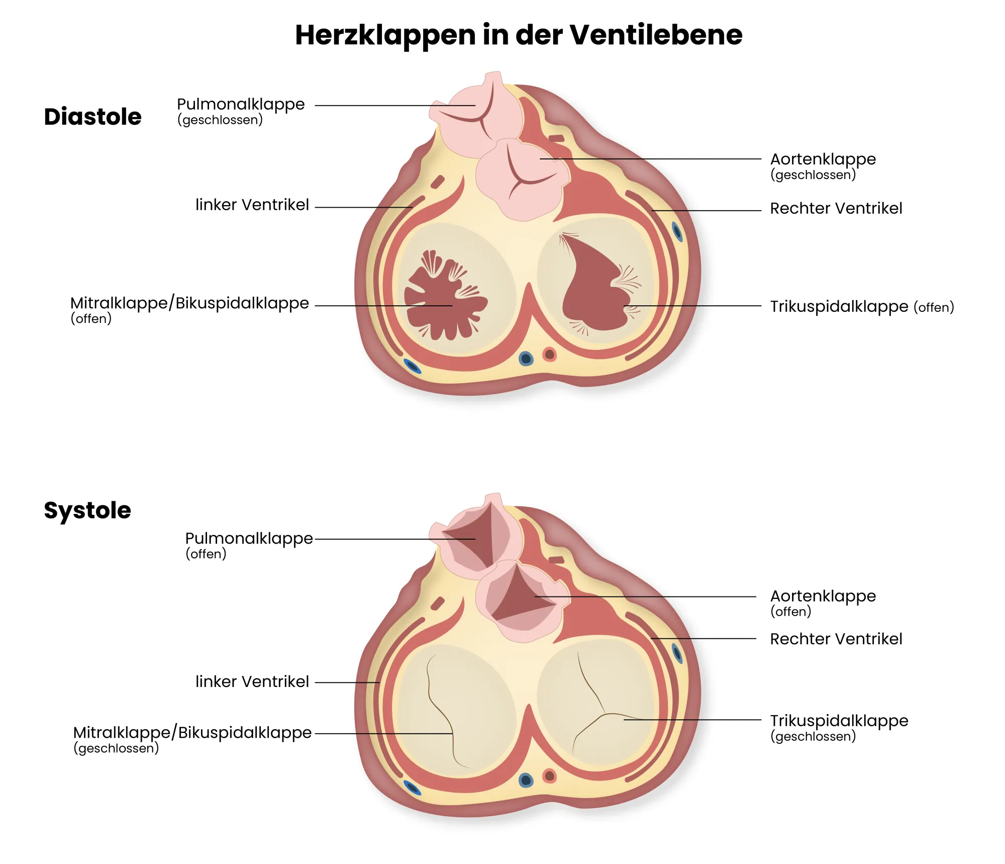 Medizinische Illustration: Herzklappen in der Ventilebene