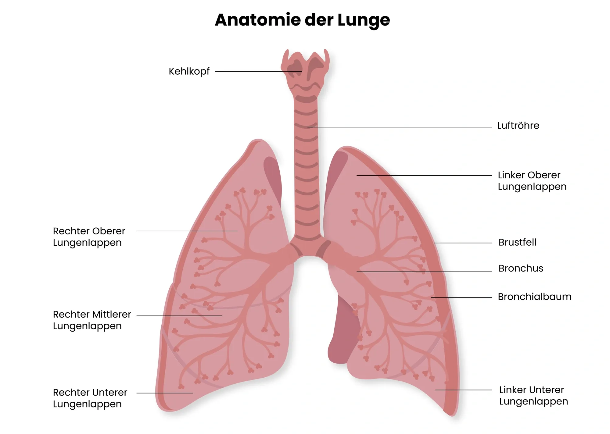 Es ist die Anatomie der Lunge beim Menschen zu sehen.