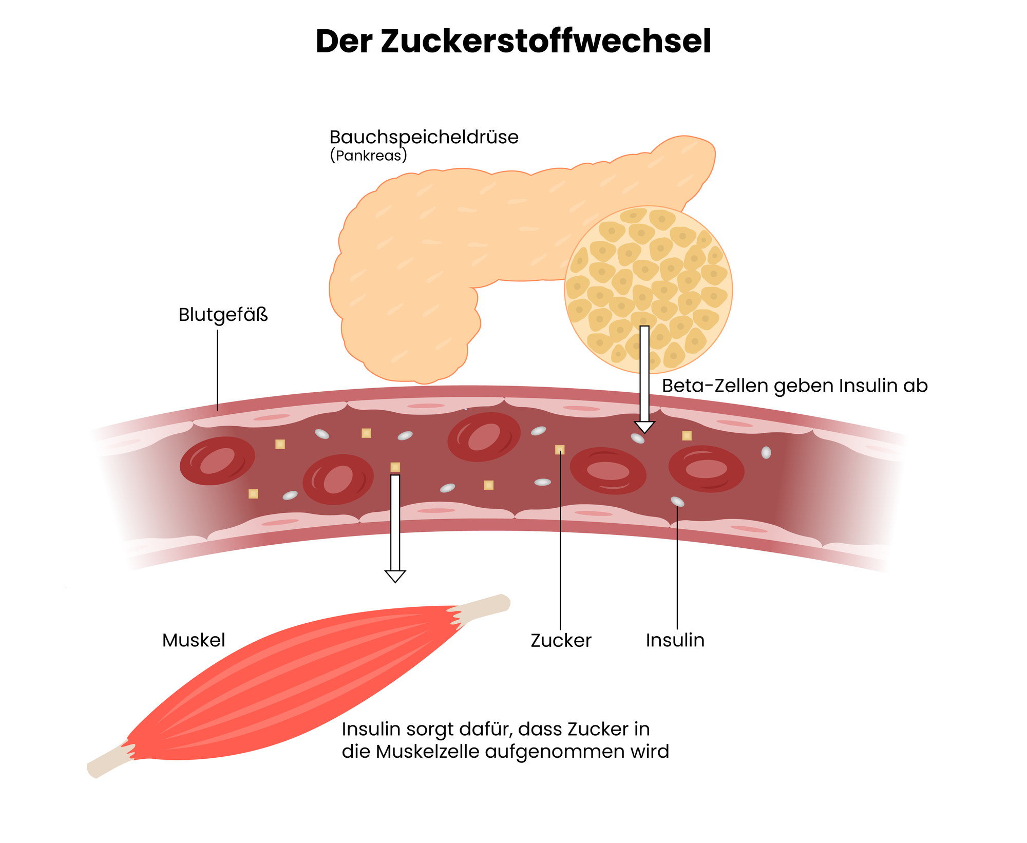 Es ist der Zuckerstoffwechsel von einem Menschen zu sehen.