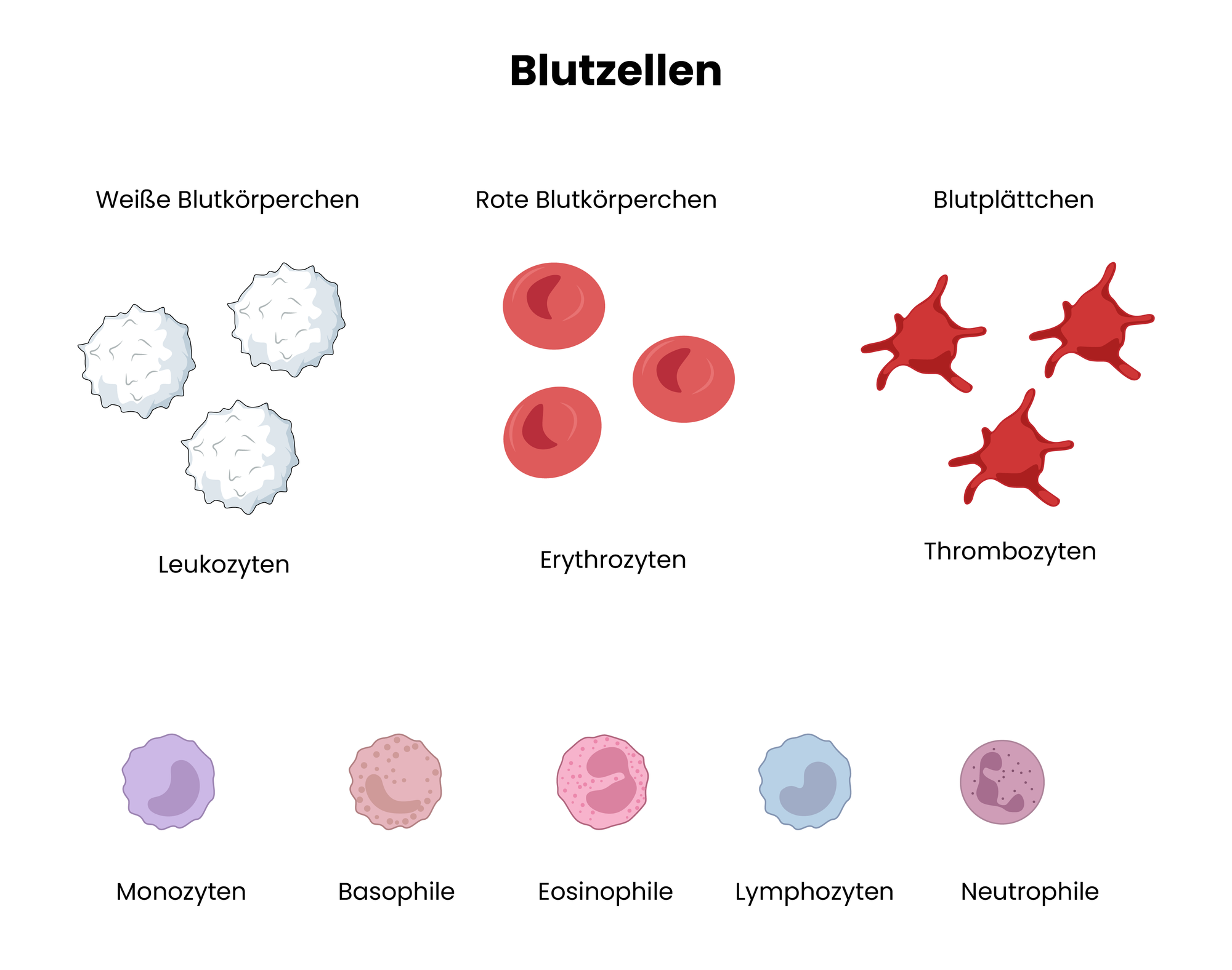 Medizinische Grafik von den unterschiedlichen Blutzellen