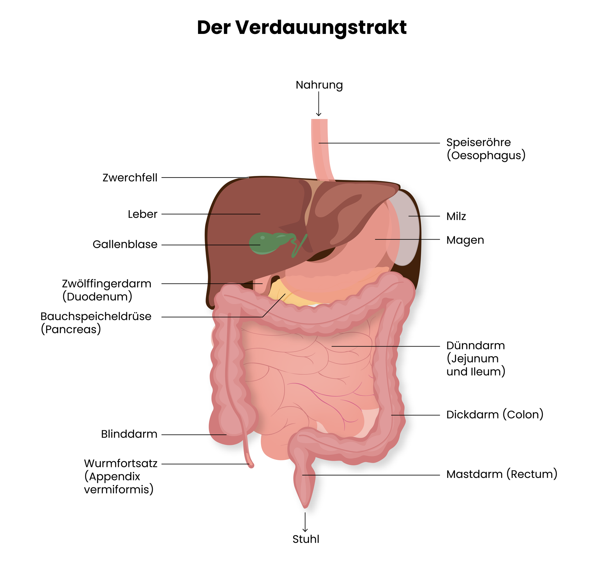 Abbildung/Grafik zur Anatomie des menschlichen Verdauungstrakt