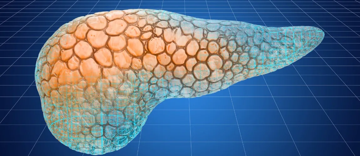 Grafische Darstellung der Bauchspeicheldrüse.
