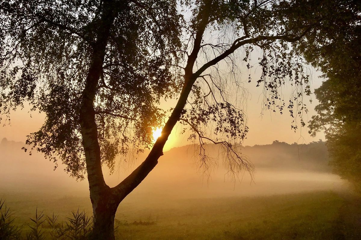 Albero controluce all'alba, nebbia sul prato