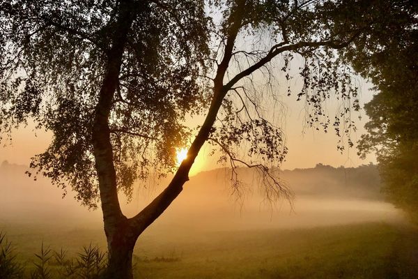 Albero controluce all'alba, nebbia sul prato