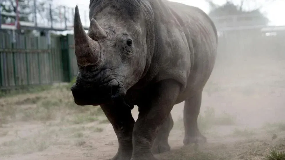 灰色犀牛與黑色天鵝並排站立