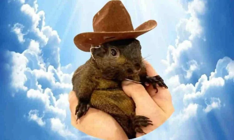 PNUT 代币标志 松鼠卡通形象