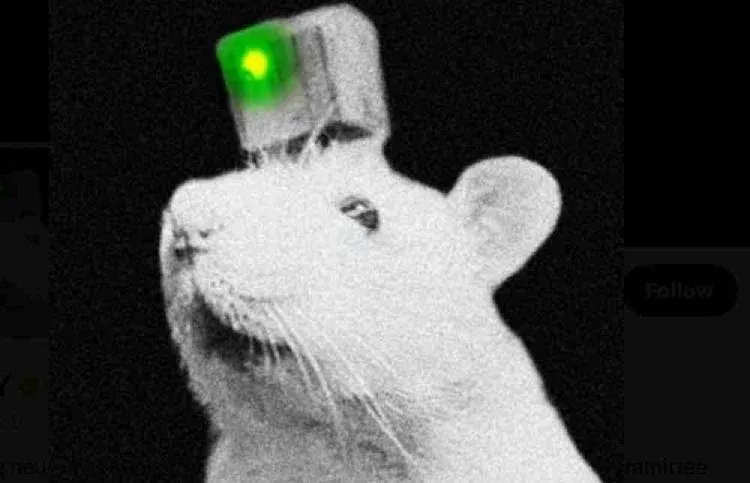 融合AI电路的卡通老鼠与Solana标志