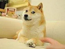 狗狗幣徽標與 Shiba Inu meme 表情