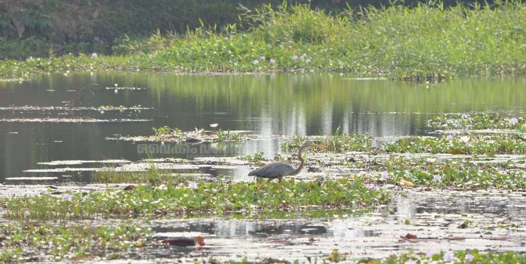 വൈക്കത്തെ ഉൾനാടൻ ഗ്രാമഭംഗി