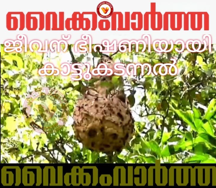 വെളളൂരിലെ കാട്ടുകടന്നൽ കൂട് വൻ ഭീഷണിയാകുന്നു