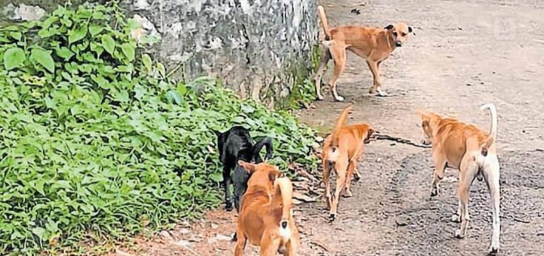 വൈക്കത്ത് നിരവധി നായ്ക്കളെ കടിച്ച തെരുവ് നായ ചത്തു: പേവിഷ ബാധയെന്ന് സംശയം.