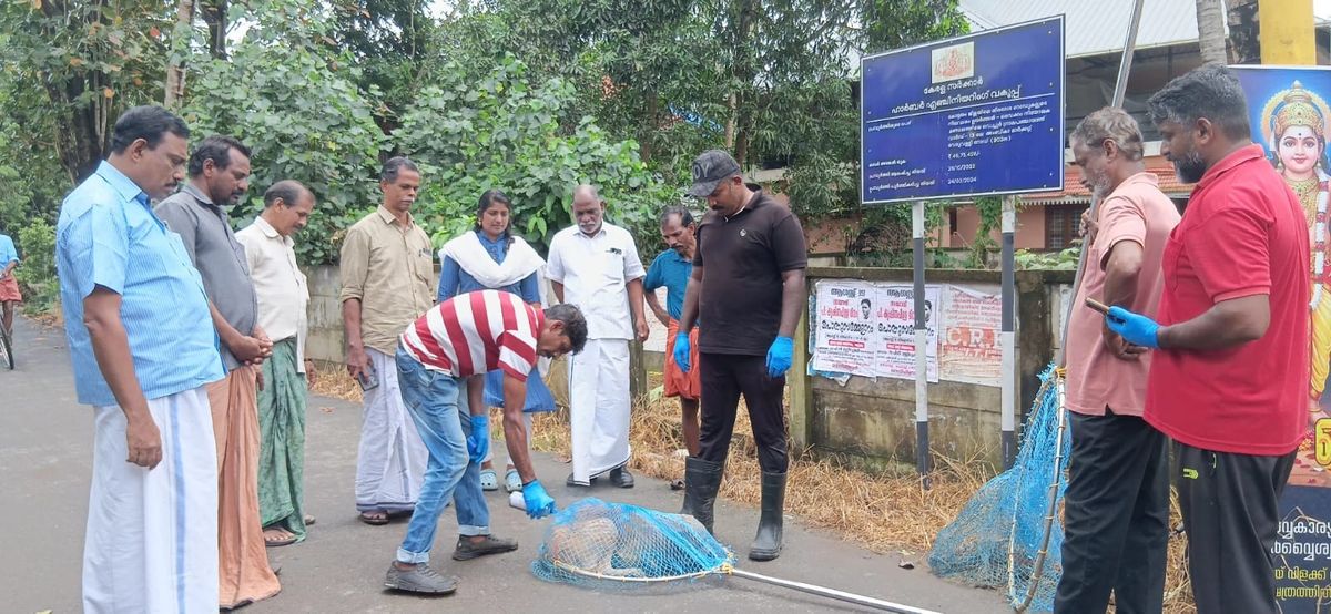 തെരുവ് നായ്ക്കളിൽ പേവിഷബാധ  പ്രതിരോധ കുത്തിവെപ്പുമായി വെച്ചൂർ ഗ്രാമപഞ്ചായത്ത് രംഗത്ത്