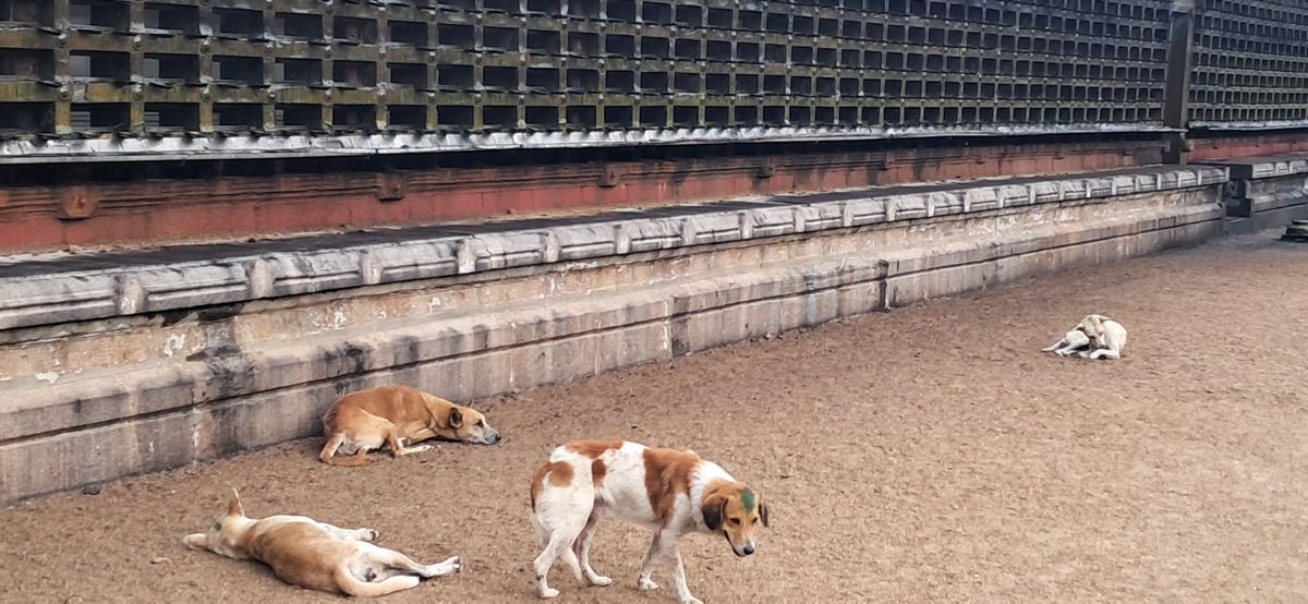 തെരുവു നായ ശല്യം രൂക്ഷം: വൈക്കം മഹാദേവ ക്ഷേത്രത്തിൽ എത്തുന്ന ഭക്തജനങ്ങൾ ഭീതിയിൽ