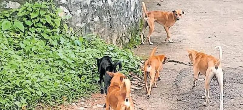 വൈക്കത്ത് തെരുവ് നായയുടെ ആക്രമണം: കടിയേറ്റ 5 പശുക്കളിൽ 4 എണ്ണം ചത്തു
