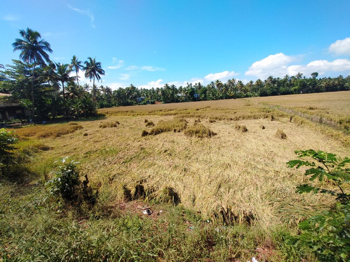 നെൽകർഷകർക്ക് വീണ്ടും കണ്ണുനീർ