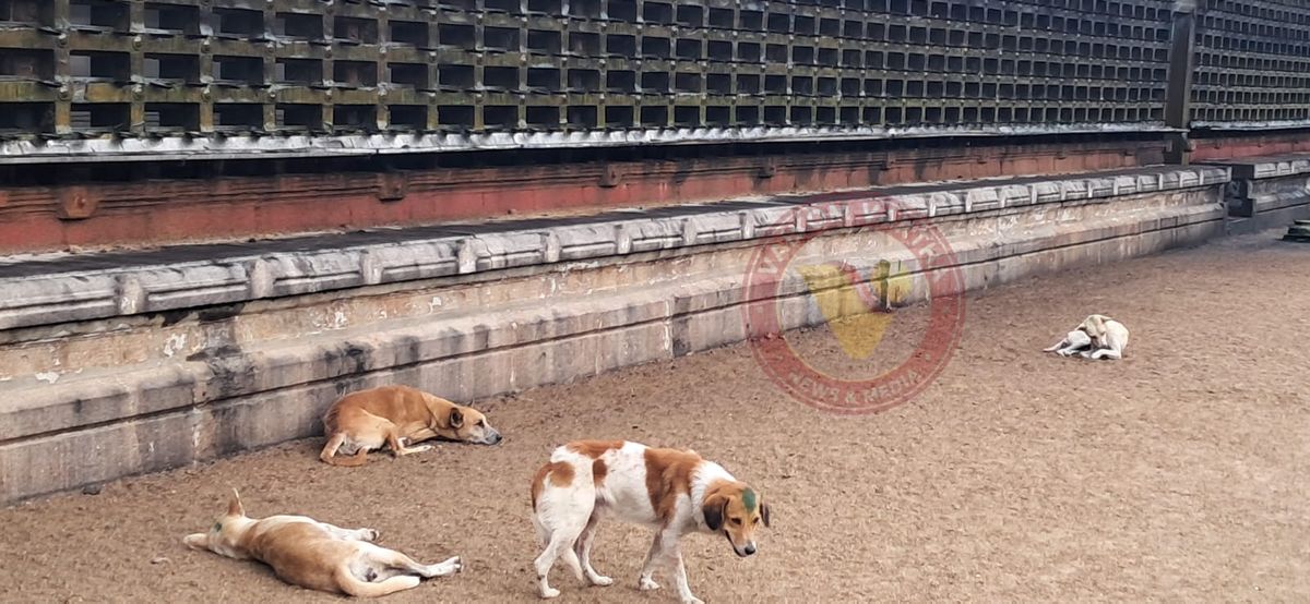 മഹാദേവക്ഷേത്രത്തിൽ തെരുവ് നായ ആക്രമണം