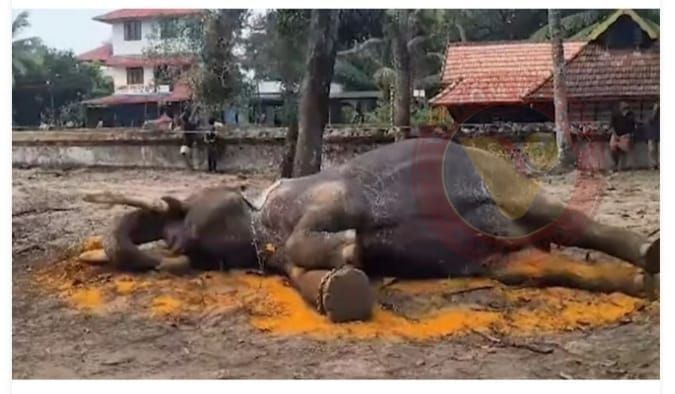 നെല്ലിക്കോട്ട് മഹാദേവന്‍ ചെരിഞ്ഞു